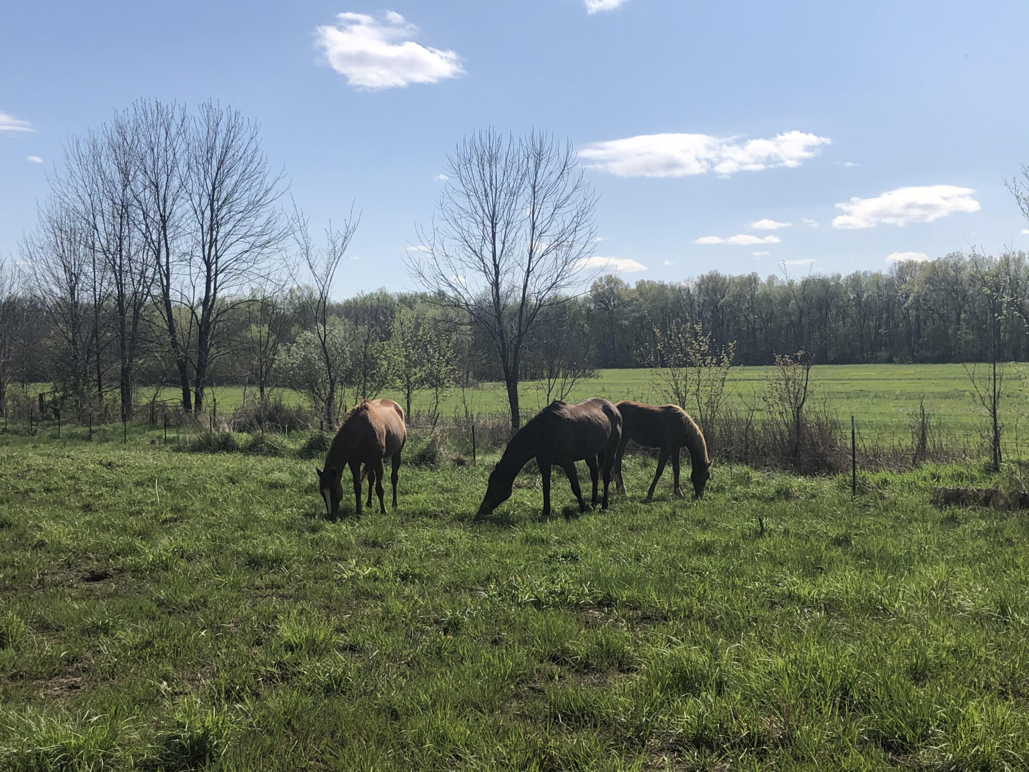 horses in a field