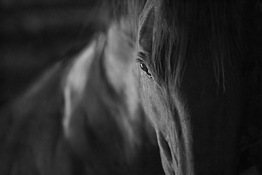 horse stalls and stabling equipment