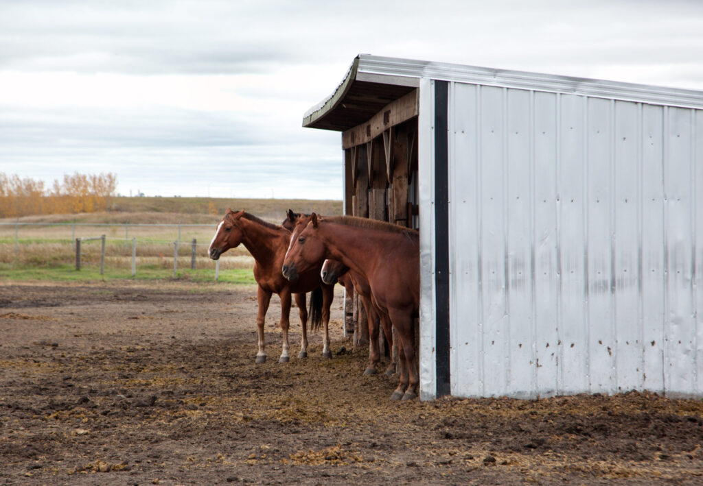 a group or team of horses