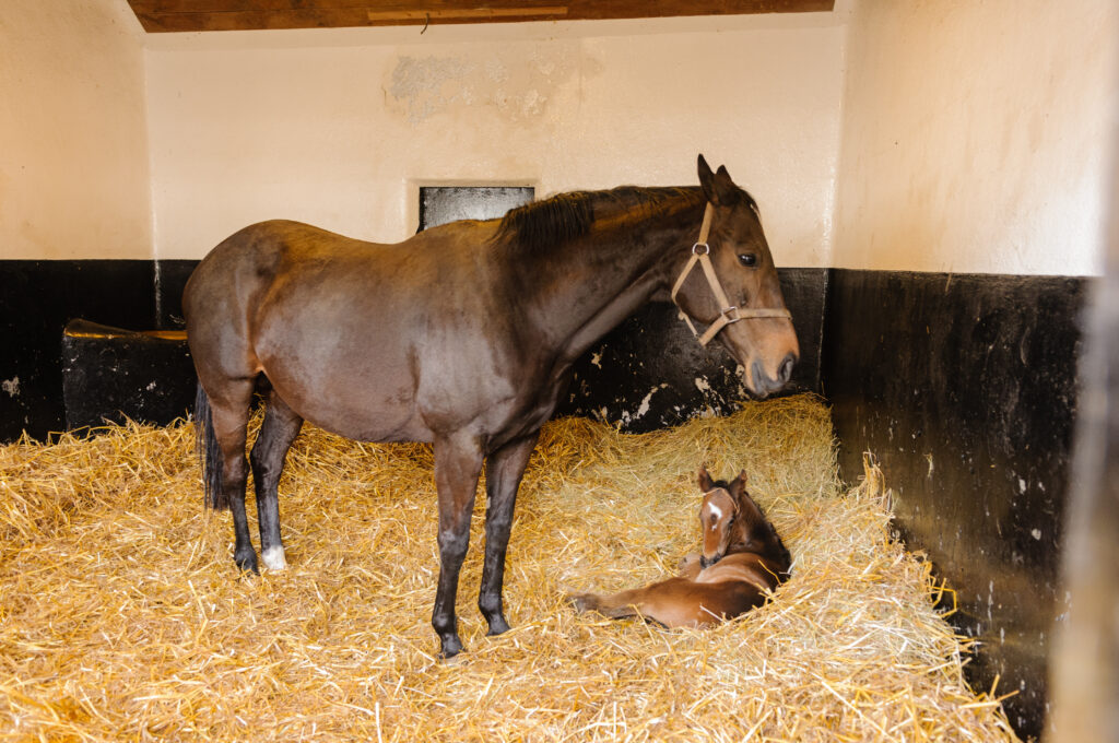 How Bedding Affects Your Horses | Sterling Equine