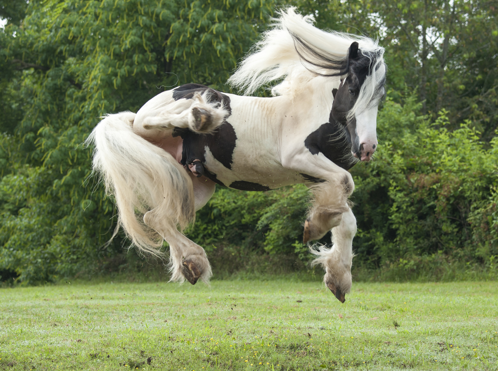 reducing fall risk sterling equine