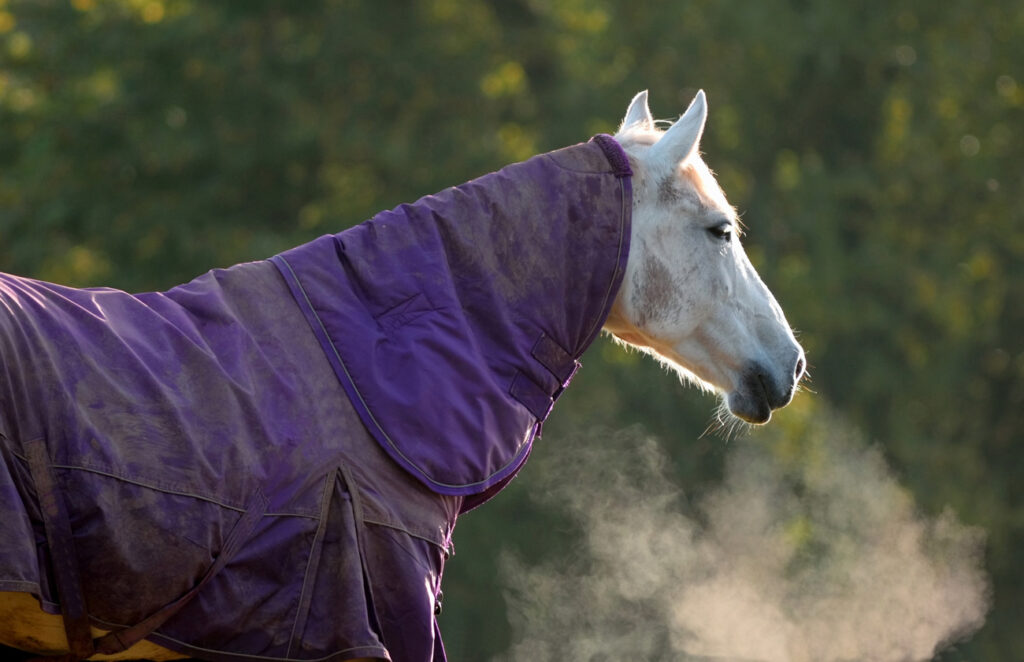 Horse Blanket Washing 101 Sterling Equine