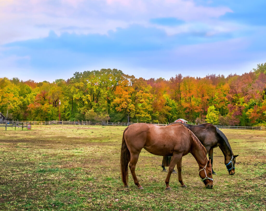 horses in pasture