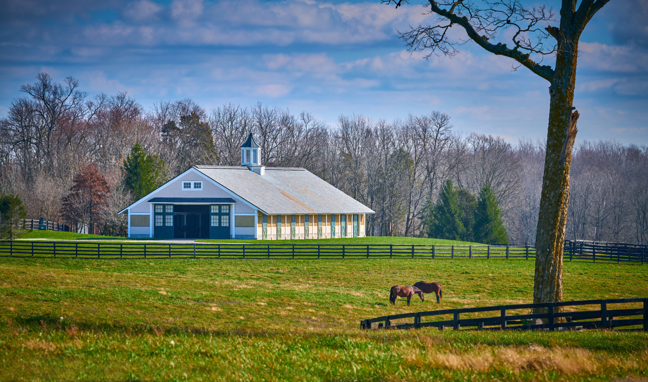 Horses grazing on a horse farm